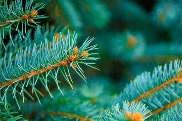 A close up of a tree branch with green leaves and orange tips