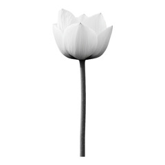 Elegant monochrome lotus flower isolated transparent background