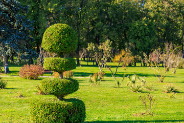 A small green bush with three round tops is in a park