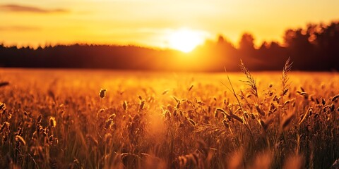 Golden Sunset over Field of Grass