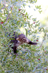 Aesop's Coati and the Fruit