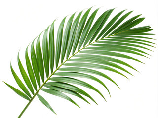 Obraz premium palm leaf isolated on white. leaf, palm, green, nature, tree, plant, abstract, tropical, texture, leaves, summer, foliage, pattern, close-up, grass, palm tree, flora, branch, isolated, color, closeup,