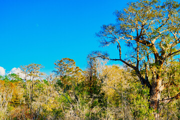 Winter Landscape of Hillsborough river at Lettuce lake park	
