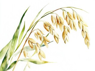Freshly Harvested Rice