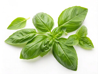 Obraz premium fresh basil leaves. herb, leaf, basil, isolated, green, fresh, food, plant, spice, white, ingredient, oregano, leaves, closeup, aromatic, herbal, nature, mint, healthy, organic, freshness, natural, sa