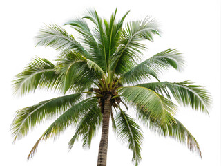 palm tree isolated on white. palm, tree, sky, tropical, coconut, nature, beach, summer, green, travel, palm tree, isolated, plant, island, leaf, leaves, vacation, white, palmtree, sun, palms, trees, e