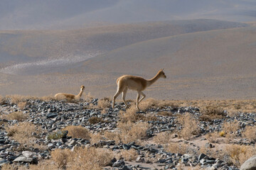 Vicuña en la puna de Catamarca.