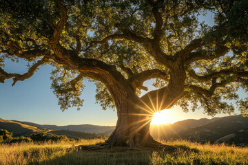 Majestic oak tree silhouetted by a setting sun in a serene countryside landscape, casting dramatic shadows and warm light across a grassy field.