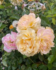 Pink and Yellow Roses