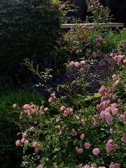 flowers in the garden