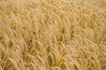 Ear of wheats in field. Wheat growing on field. Rural scenery. Background of ripening ears of wheat field. Field landscape. Wheats land.