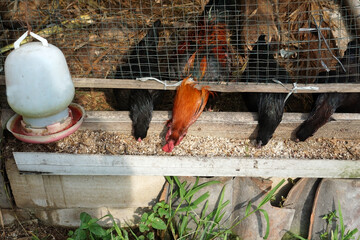 The chickens are eating in their coop      © jovinko