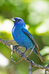 Indigo Bunting