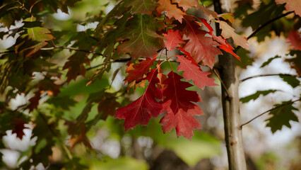Red Autumn leaves on tree. Autumn leaf. Orange red leaf Autumn background. Autumnal Forest background. Nature background. Orange leaf in blue sky. Autumn Leaves plants backdrop.