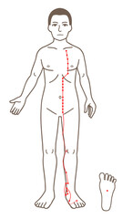 鍼灸の経穴、足の少陰腎経、ツボのイラスト