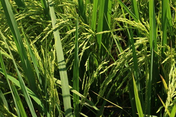 Beautiful green paddy-field of east java, Indonesia. Nature Background