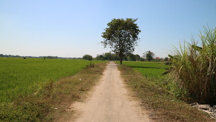 Beautiful Green Landscape with Tranquil Sky and Big SingleTree in Countryside