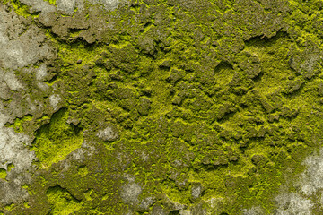 Background of green moss close up on floor, with copy space