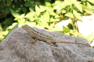 Cheerful iguana on rock in nature, alone, showcasing animal wildlife.