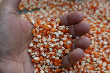 close-up of organic yellow corn seed or maize (Zea mays) Full-Frame Background. Top View