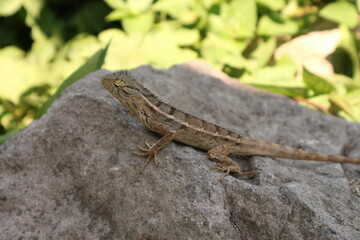 Cheerful iguana on rock in nature, alone, showcasing animal wildlife.