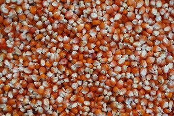 close-up of organic yellow corn seed or maize (Zea mays) Full-Frame Background. Top View