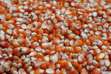close-up of organic yellow corn seed or maize (Zea mays) Full-Frame Background. Top View