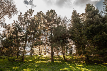Pine trees (or fir trees) silhouetted against the light at sunrise. The image captures the natural beauty of pine forests and the serene atmosphere of the early morning in Serbia.