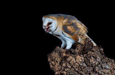 Barn owl on its nocturnal trunk waiting to hunt