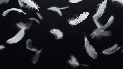 Obraz premium White Feathers Falling on Black Background
