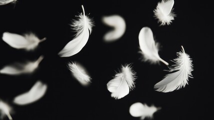 Obraz premium White Feathers Falling on a Black Background