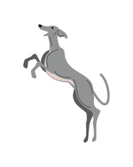 greyhound dog jumping