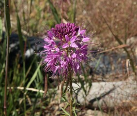 Rocky Mountain Bee Plant (Cleome serrulata) purple wildflower in Yellowstone National Park, Wyoming