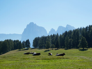Cows in a meadow, Mountain landscape with blue sky, bright green grass, summer time in the Dolomites in Italy. Pine trees