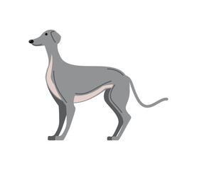 greyhound dog side view