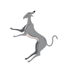 funny greyhound dog
