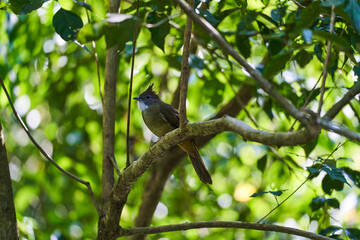 Wild birds living in the forest outdoors