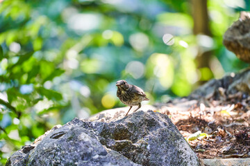 Wild birds living in the forest outdoors
