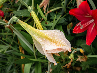 small dewdrops that stick to the petals of white amaryllis flowers