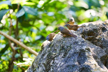 Wild birds living in the forest outdoors