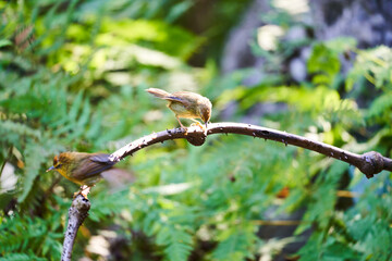 Wild birds living in the forest outdoors