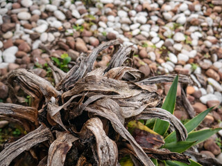 very dry leaves because the plant was not given water for a week