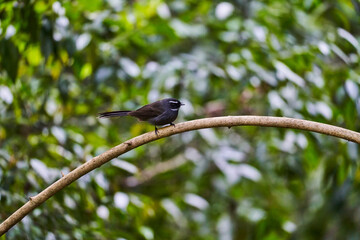 Wild birds living in the forest outdoors
