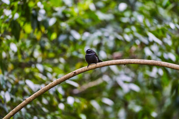 Wild birds living in the forest outdoors