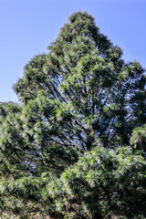 Landscape with red soil and vegetation, tree blue sky.