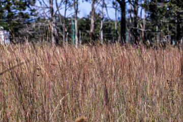 Fototapeta premium Landscape with red soil and vegetation, tree blue sky.