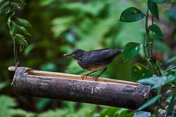 Wild birds living in the forest outdoors