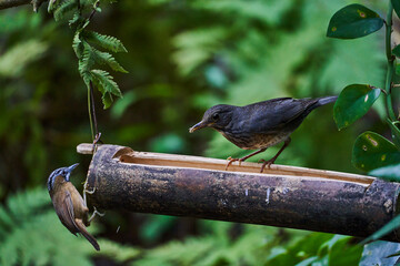 Wild birds living in the forest outdoors