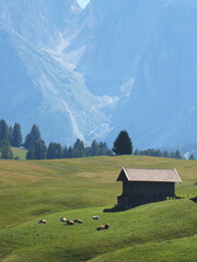 Mountain hut landscape with blue sky, bright green grass, summer time in the Dolomites in Italy. Pine trees, Cows in a meadow, 
