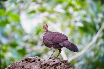 Wild birds living in the forest outdoors